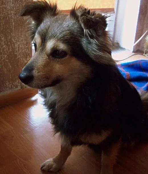 Oddam pieska w dobre ręce. Pilne., kujawsko-pomor