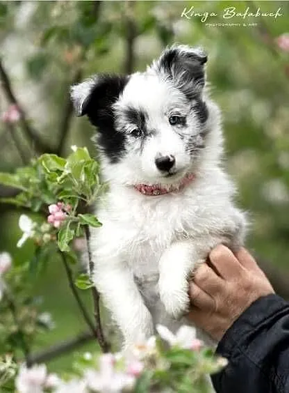owczarek szetlandzki, sheltie, shetland sheepdog, FCI, ZKwP, Śląskie, Rudzica