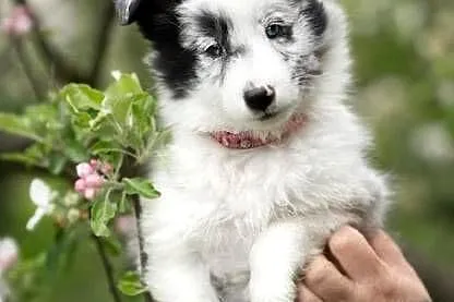 owczarek szetlandzki, sheltie, shetland sheepdog, FCI, ZKwP, Śląskie, Rudzica
