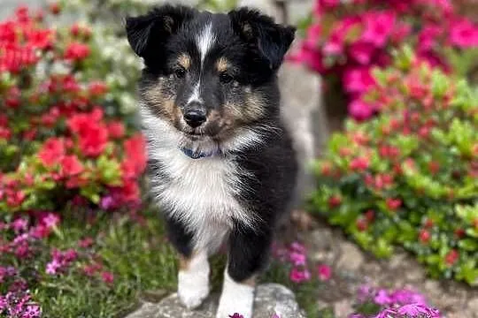 owczarek szetlandzki, sheltie, shetland sheepdog, FCI, ZKwP, Śląskie, Rudzica