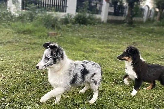 owczarek szetlandzki, sheltie, shetland sheepdog, FCI, ZKwP, Śląskie, Rudzica