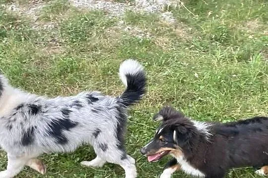owczarek szetlandzki, sheltie, shetland sheepdog, FCI, ZKwP, Śląskie, Rudzica