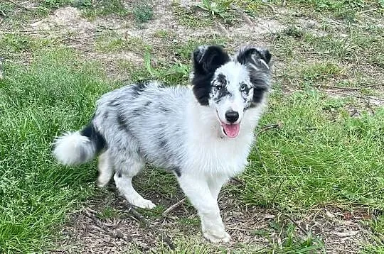 owczarek szetlandzki, sheltie, shetland sheepdog, FCI, ZKwP, Śląskie, Rudzica