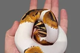Pyton królewski Piebald