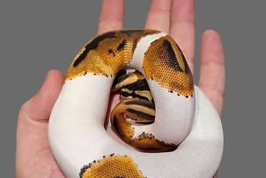 Pyton królewski Piebald