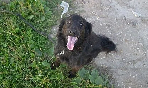 Sabuś szuka domu - daj szansę bezdomnemu psiakowi,