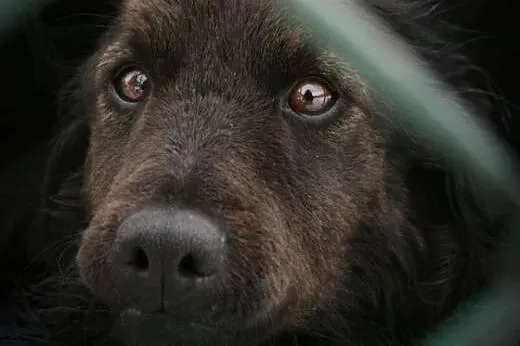 Sabuś szuka domu - daj szansę bezdomnemu psiakowi,