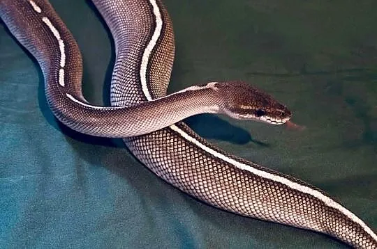 Pyton królewski regius cinnamon, Dolnośląskie, Lubin
