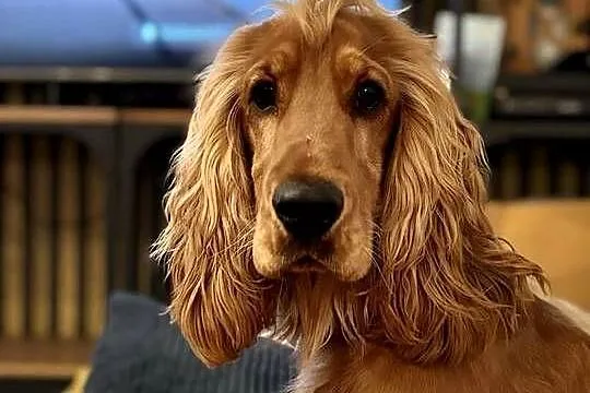 Reproduktor/krycie cocker spaniel angielski złoty