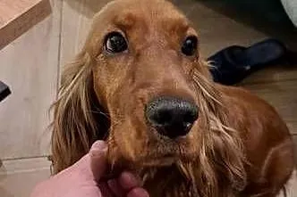 Reproduktor/krycie cocker spaniel angielski złoty, Dolnośląskie, Roztoka