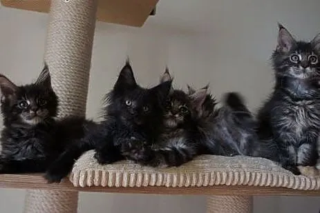 Cudowne, ogromne Maine Coon - kocięta ,  Koty main