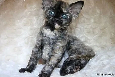 Śliczna kotka Devon Rex,  łódzkie Kutno