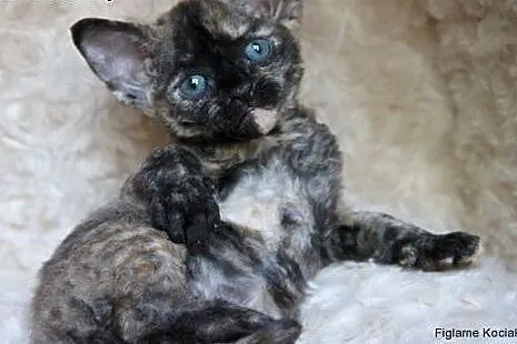 Śliczna kotka Devon Rex,  łódzkie Kutno