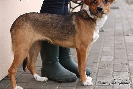 Frezja - młodziutka, nieśmiała sunia,  mazowieckie