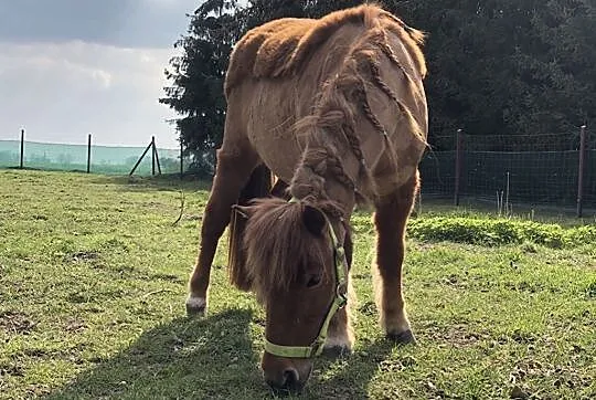 Kucyk Carrot