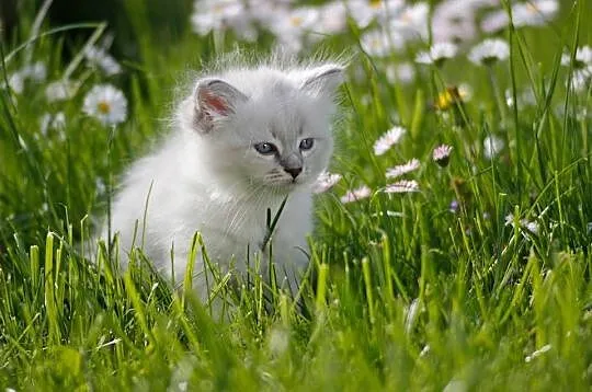 Rokoko Baie Cherubino - piękna kotka Neva Masquera