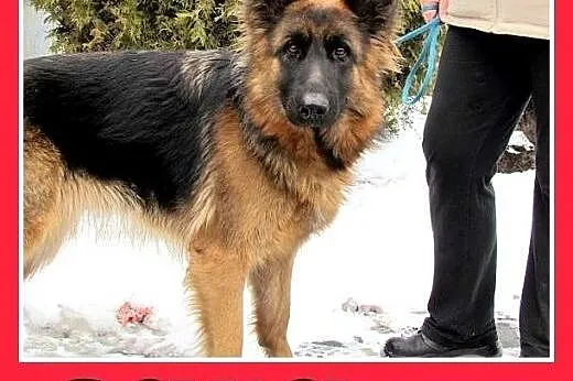 SARA,owczarek niem.młoda,przyjazna suka do spokojnego domu.ADOPCJA,  dolnośląskie Wrocław