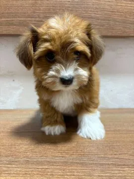 Hawańczyk Bichon Piękne zarejestrowane szczenięta na sprzedaż