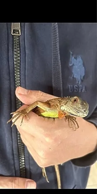 Legwan Iguana z wyposażeniem, Wielkopolskie, Kalisz