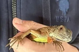 Legwan Iguana z wyposażeniem, Wielkopolskie, Kalisz