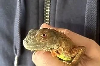 Legwan Iguana z wyposażeniem, Wielkopolskie, Kalisz