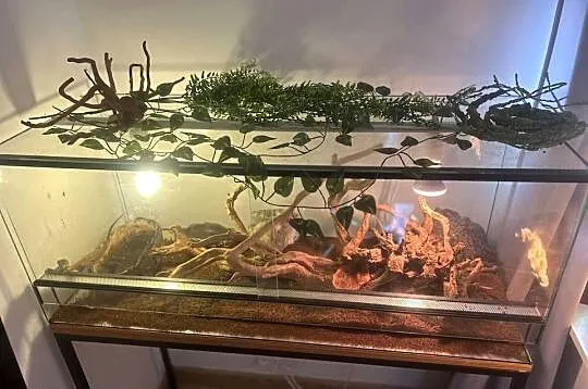 Legwan Iguana z wyposażeniem, Wielkopolskie, Kalisz