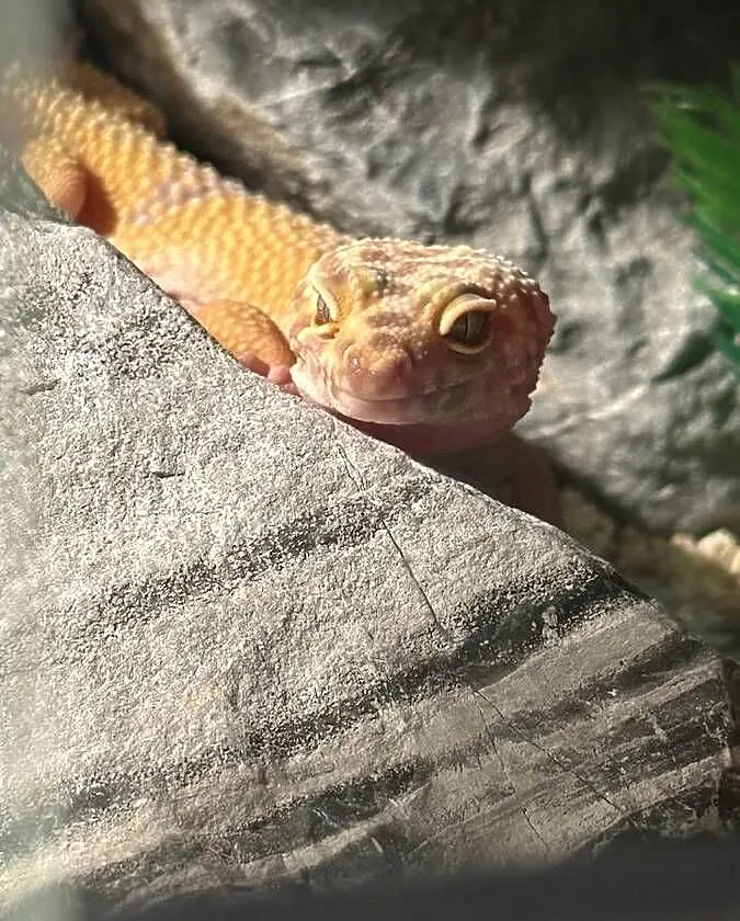 Gekon lamparci z terrarium, Mazowieckie, Warszawa