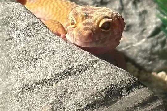 Gekon lamparci z terrarium, Mazowieckie, Warszawa