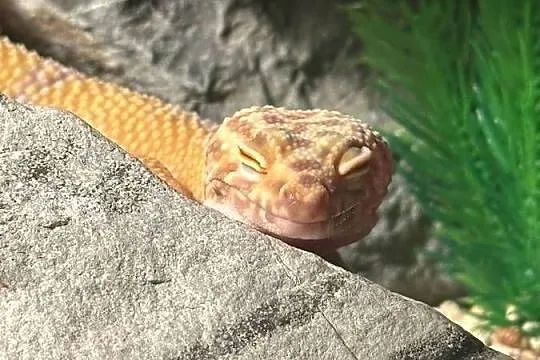 Gekon lamparci z terrarium, Mazowieckie, Warszawa