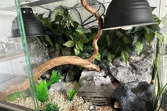 Gekon lamparci z terrarium, Mazowieckie, Warszawa