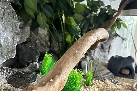 Gekon lamparci z terrarium, Mazowieckie, Warszawa