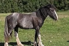 Ogier Tinker PICASSO, , Świekatowo