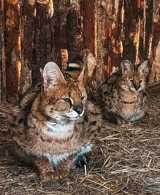 Para hodowlana Serwal Sawannowy ( Leptailurus serval ) z Wildcatsfarm NE, Śląskie, Marklowice Górne