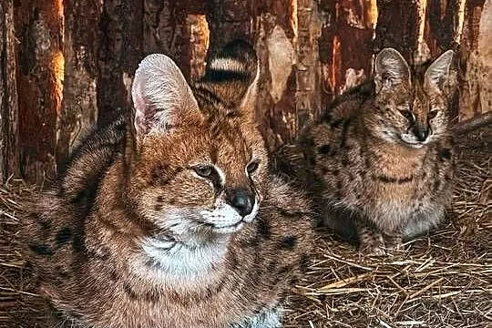 Para hodowlana Serwal Sawannowy ( Leptailurus serval ) z Wildcatsfarm NE, Śląskie, Marklowice Górne