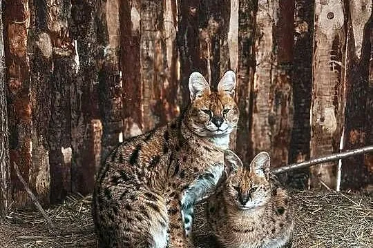 Para hodowlana Serwal Sawannowy ( Leptailurus serval ) z Wildcatsfarm NE, Śląskie, Marklowice Górne