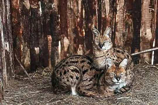 Para hodowlana Serwal Sawannowy ( Leptailurus serval ) z Wildcatsfarm NE, Śląskie, Marklowice Górne