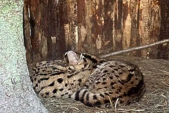 Para hodowlana Serwal Sawannowy ( Leptailurus serval ) z Wildcatsfarm NE, Śląskie, Marklowice Górne