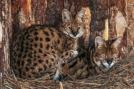 Para hodowlana Serwal Sawannowy ( Leptailurus serval ) z Wildcatsfarm NE, Śląskie, Marklowice Górne