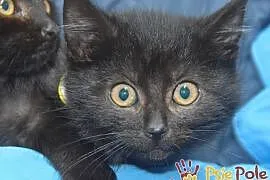 MORTEK-piękny mały czarny kociak szuka troskliwego