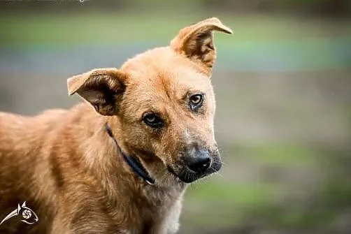 LORI-śliczna sunia, do adopcji i miłości!,  małopolskie Kraków