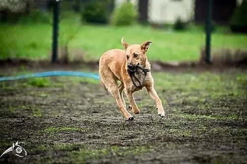 LORI-śliczna sunia, do adopcji i miłości!,  małopo