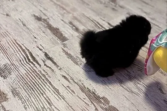 Szpic pomeranian boy, Śląskie, Poniszowice