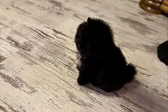 Szpic pomeranian boy, Śląskie, Poniszowice