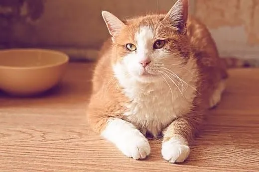Rudzia - zielonooka kocia seniorka szuka domu (Fundacja Agapeanimali),  wielkopolskie Poznań