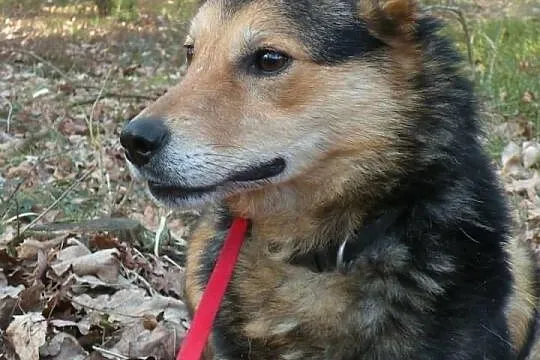 MEGI gotowa pokochać swojego człowieka...