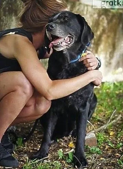 Fiona - przekochana, cudowna sunia pilnie szuka domu, Zachodniopomorskie, Szczecin