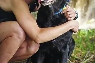 Fiona - przekochana, cudowna sunia pilnie szuka domu, Zachodniopomorskie, Szczecin