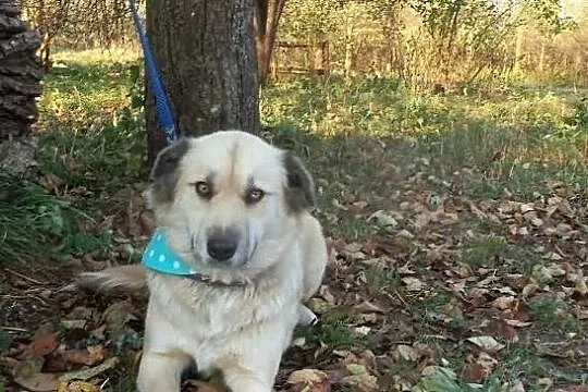 Greta czyli duża psia księżniczka w kolorze bieli