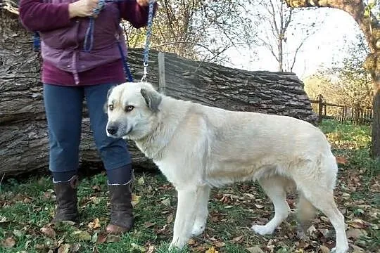 Greta czyli duża psia księżniczka w kolorze bieli