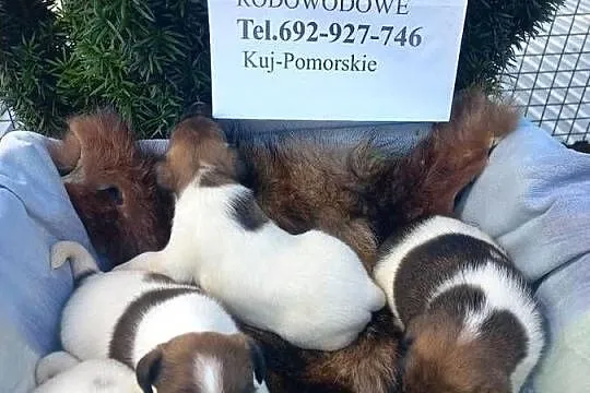 Psy rasowe, Kujawsko-pomorskie, Chełmno